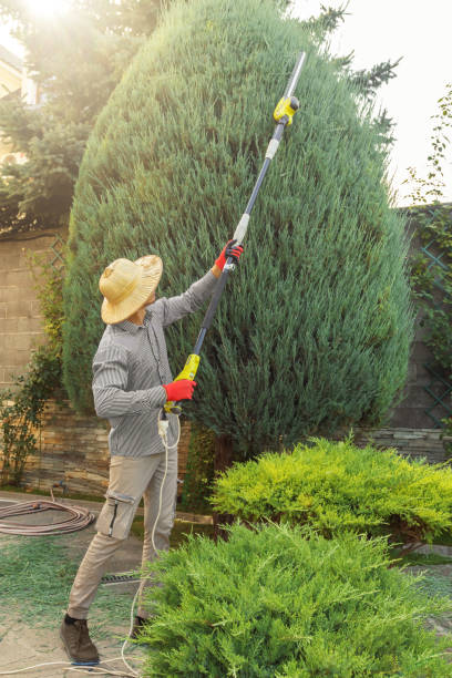 Best Tree Branch Trimming  in Ahuimanu, HI